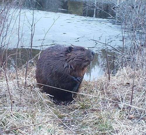 beaver_game_camera_head.jpg