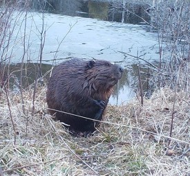 beaver_game_camera_head.jpg thumbnail