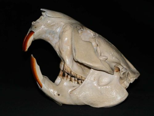 Beaver skull