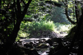 beaverpond1_8-17-09_300.jpg thumbnail