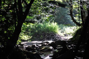 beaverpond1_8-17-09_300.jpg