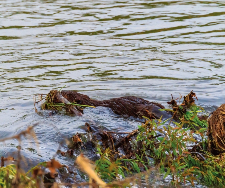 The Beaver Family of Doolittle Creek