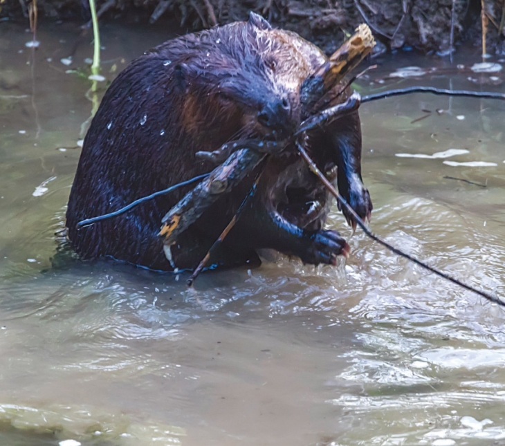 The Beaver Family of Doolittle Creek