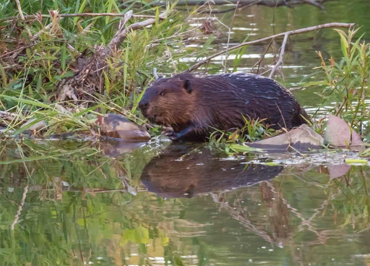 The Beaver Family of Doolittle Creek