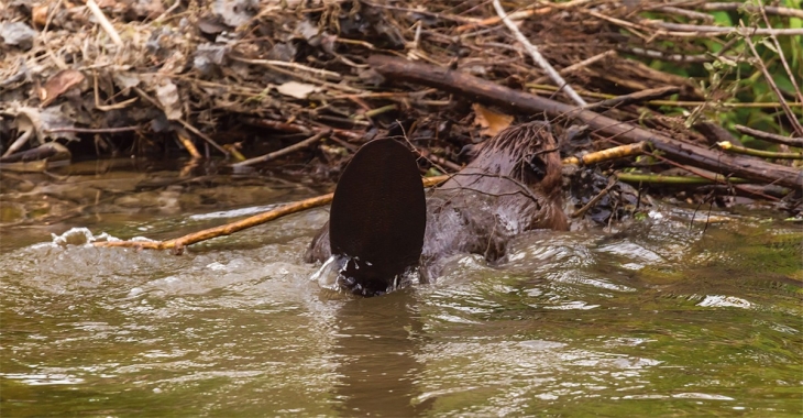 The Beaver Family of Doolittle Creek