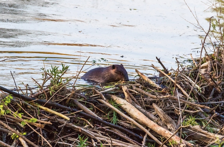 The Beaver Family of Doolittle Creek