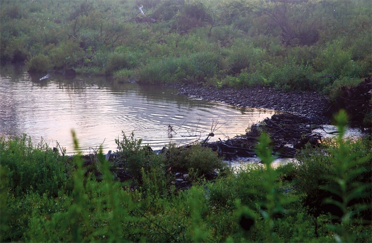 The Beaver Family of Doolittle Creek