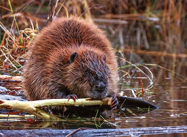 World Without Beavers