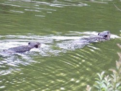 beavers_swimming_web.jpg