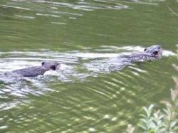 beavers_swimming_web.jpg