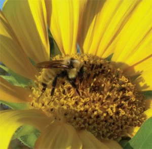 bee2.jpg thumbnail