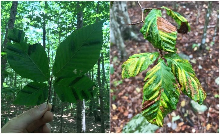 Beech leaf disease