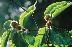 beechnuts.jpg