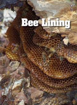 Bee Lining: The Oldtimers' Way to Find Wild Beehives