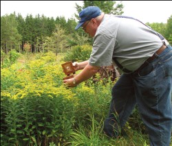 Bee Lining: The Oldtimers' Way to Find Wild Beehives Photo: Mark Benz