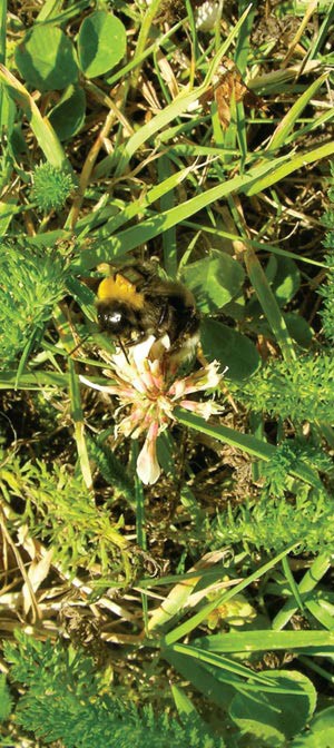 More Buzz on Pesticides and Bees