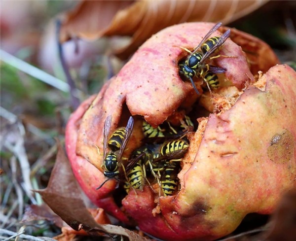 Yellow Jackets on a Bender