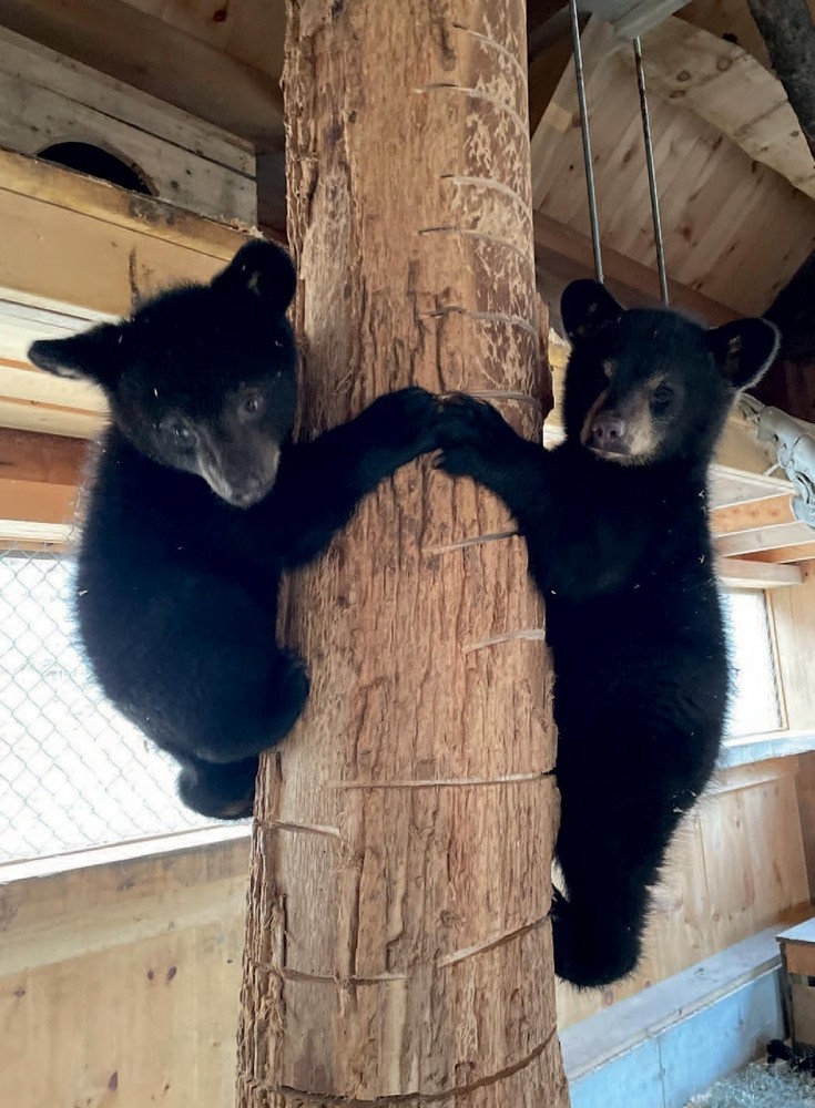 Bear Necessities: A Second Chance for Orphaned Cubs