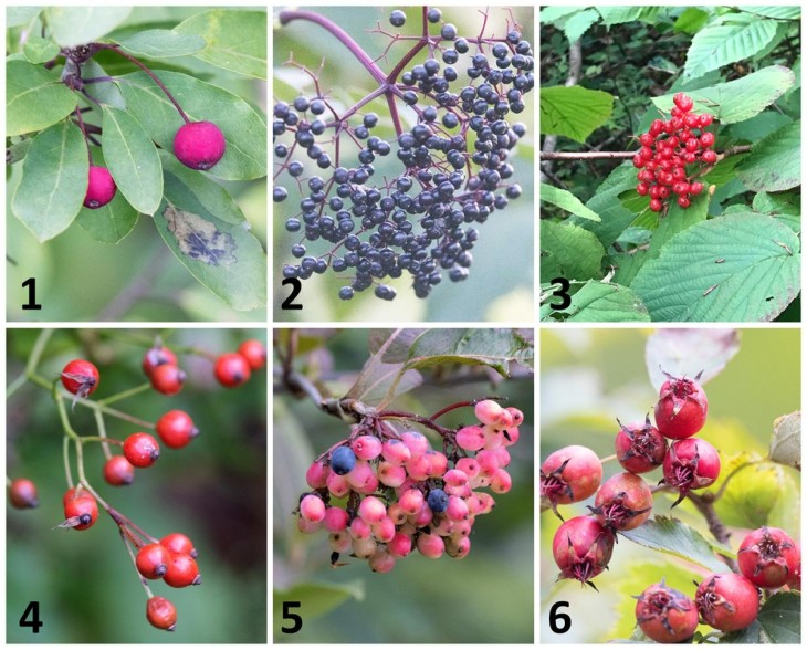 Berry Carefully Image