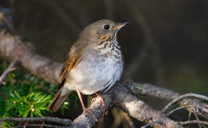 Bicknells thrush thumbnail