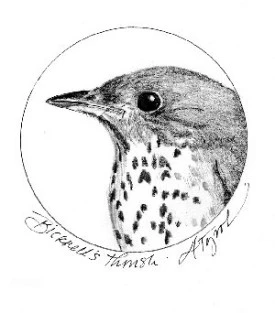 Bicknells_thrush.jpg thumbnail
