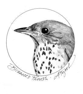 Bicknells_thrush_1.jpg thumbnail