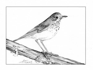 Bicknell’s Thrush Feels the Heat thumbnail