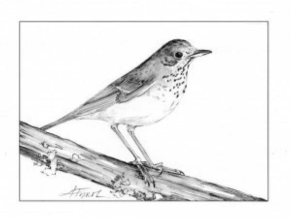 Bicknell’s Thrush Feels the Heat