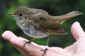 Bicknells Thrush thumbnail