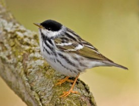 bif_spring.jpg thumbnail