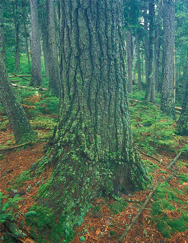 Big Reed Forest Reserve: A Place Out of Time