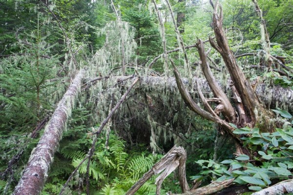 Big Reed Forest Reserve: A Place Out of Time