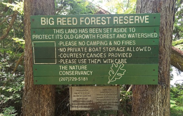 Big Reed Forest Reserve: A Place Out of Time