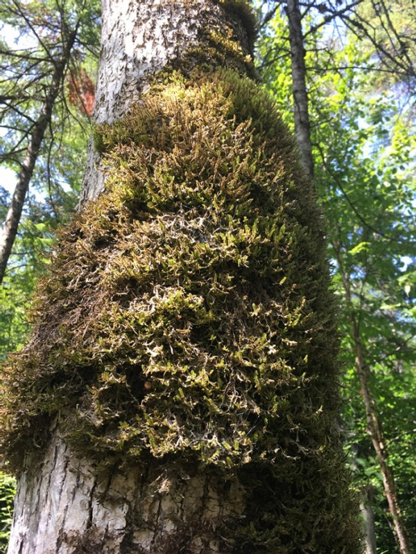 Big Reed Forest Reserve: A Place Out of Time