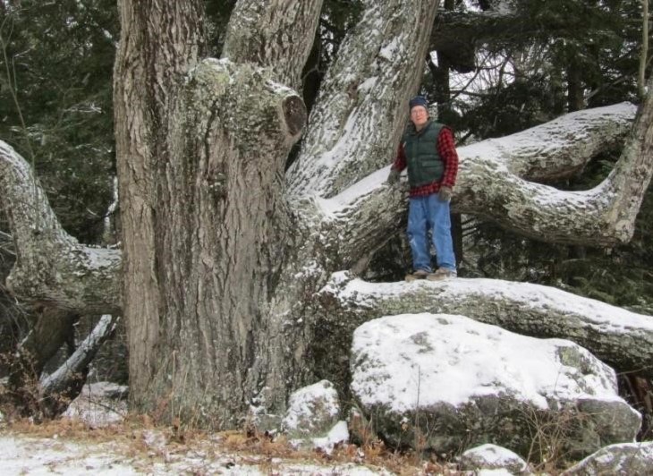 Big Trees of Northern New England with Kevin Martin