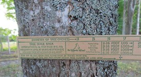 Biltmore_Stick_1.jpg thumbnail