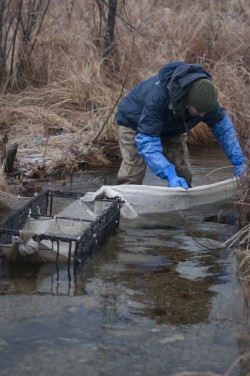 Of Trout and Trees Photo: Roger Irwin