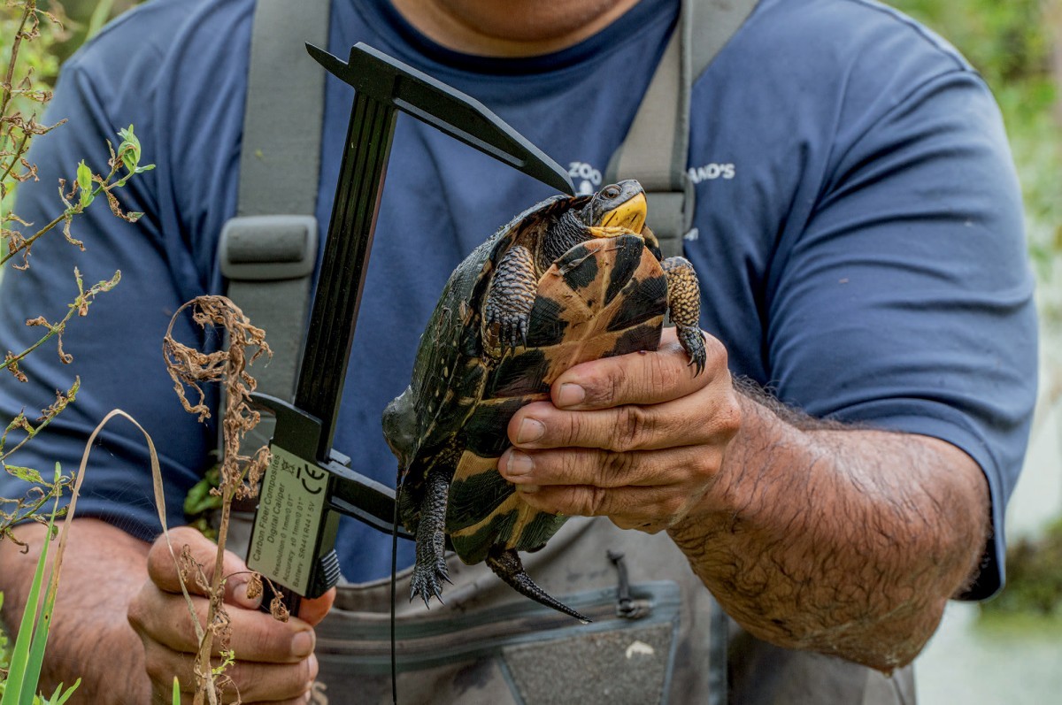 A Lesson in Turtles