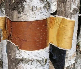 birch_bark_cover_pic.jpg thumbnail