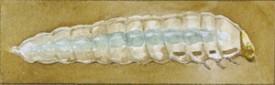 birch_leafminer_2.jpg thumbnail