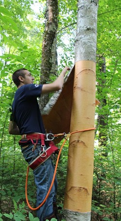 Birch Peelers Photo: NW