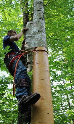 Birch Peelers Photo: NW