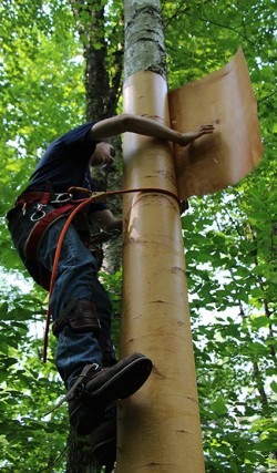 Birch Peelers Photo: NW