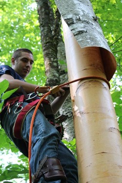 Birch Peelers Photo: NW