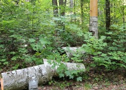 Birch Peelers Photo: NW