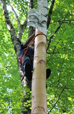 Birch Peelers Photo: NW