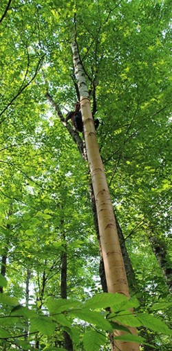 Birch Peelers Photo: NW