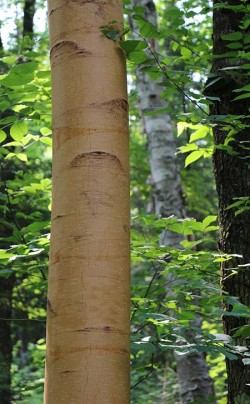 Birch Peelers Photo: NW