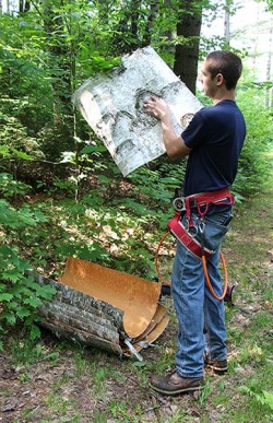 Birch Peelers Photo: NW