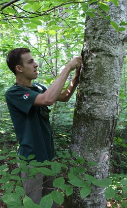 Birch Peelers Photo: NW